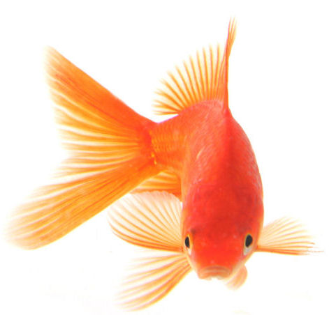 Types Fish on Types Of Goldfish